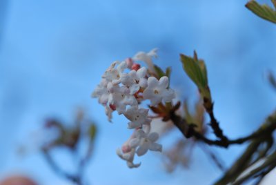 Viburnum farreri - kalina vonná - květenství (2)